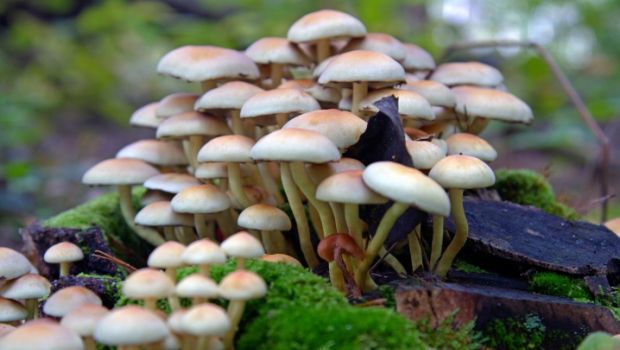 Image for Mushroom Market Study By Type, Form & Top Key Players - Bonduelle SA, CMP Mushrooms Greenyard NV, Costa Group, Drinkwater’s Mushroom Ltd., Monaghan Mushrooms with ID of: 3558363