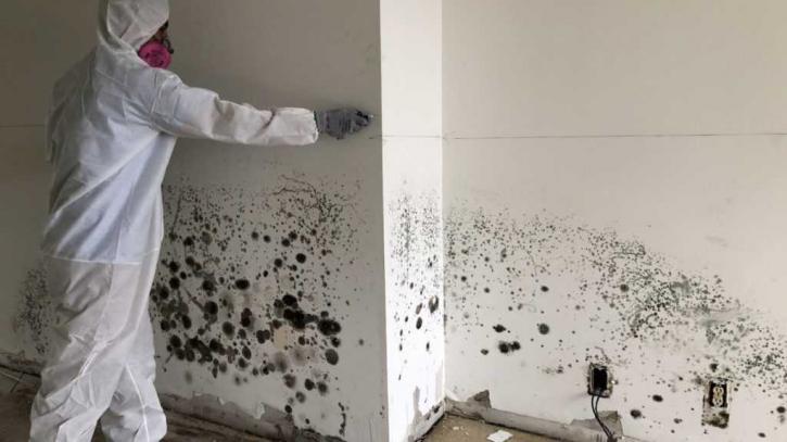 Image for Mold Removal Company Boca Raton with ID of: 3560719