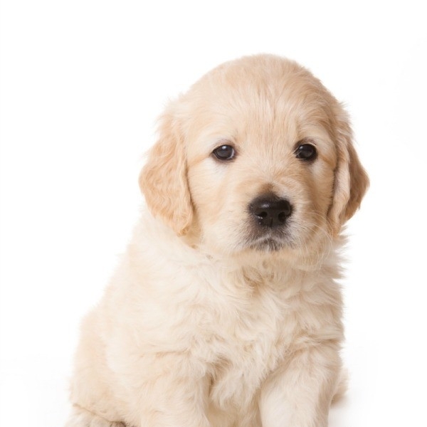 Image for Puppy Training Toronto with ID of: 3563227
