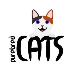 Image for Pure Bred Cats with ID of: 3563451