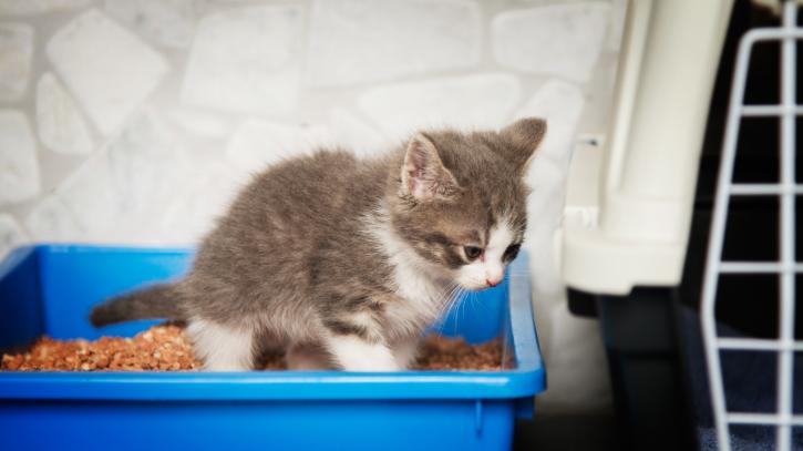Image for Pure Bred Cats with ID of: 3563457