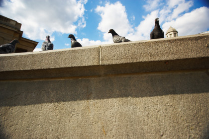 Image for The Pigeon Specialist Phx with ID of: 3564066