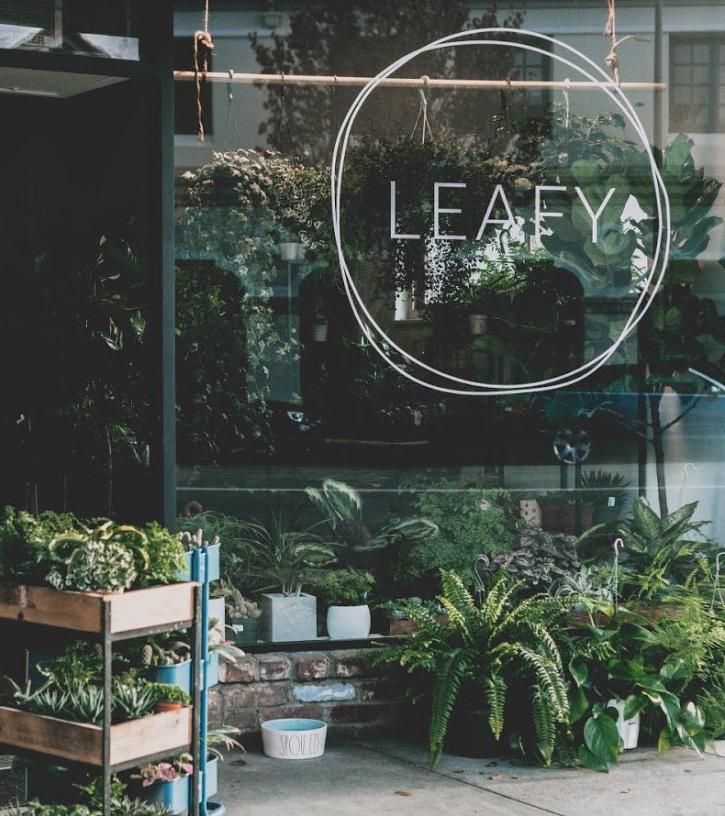 Image for Leafy indoor plant online with ID of: 3568249