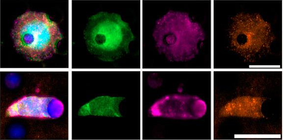 Image for 420 nm with ID of: 3574412