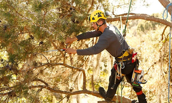 Image for Surf Town Tree services with ID of: 3574490