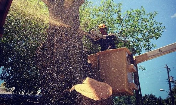 Image for Surf Town Tree services with ID of: 3574491