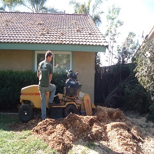 Image for Roley's Tree Care Service Corona - Dale Roley Consulting Arborist with ID of: 3574746