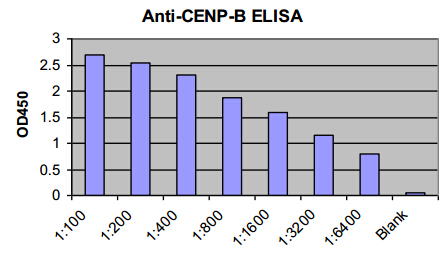 Image for anti cenp b antibody with ID of: 3575989
