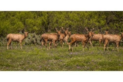 Image for 777 Ranch with ID of: 3580973