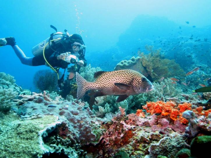 Image for Scuba Bali Dive with ID of: 3581525