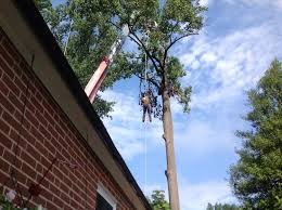 Image for Yonkers Tree Service with ID of: 3581557