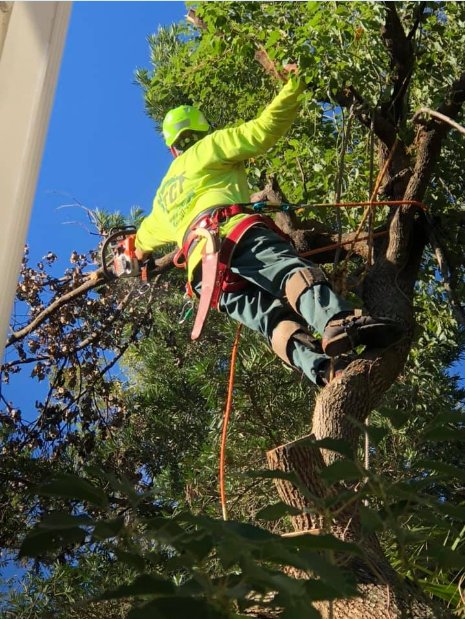 Image for Tree Cutters of Florida with ID of: 3585978