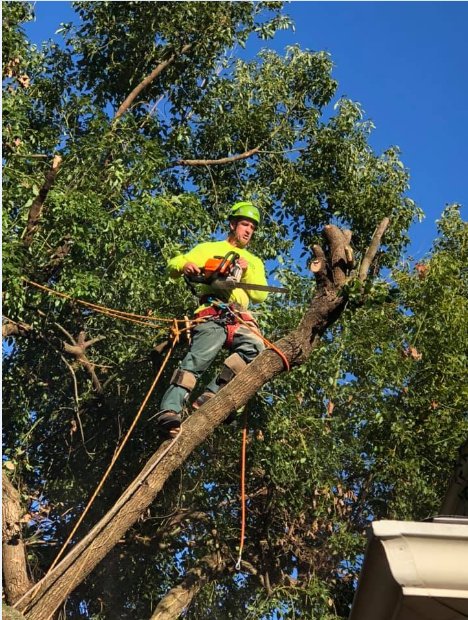 Image for Tree Cutters of Florida with ID of: 3585981