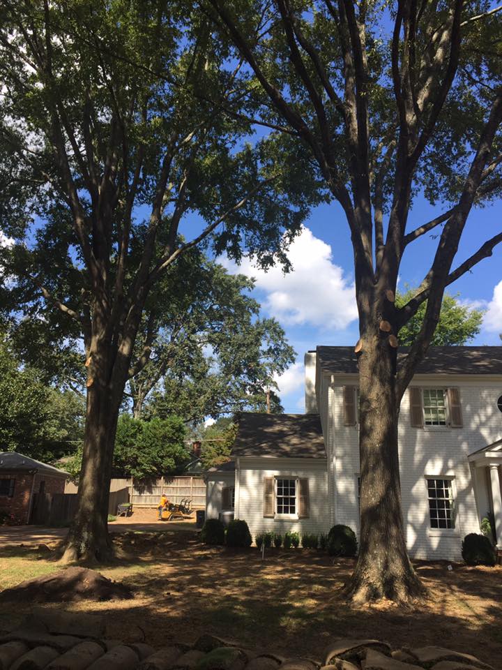 Image for Upward Outdoor Tree Services with ID of: 3589390
