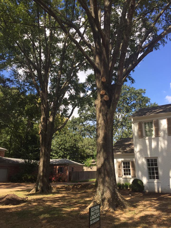 Image for Upward Outdoor Tree Services with ID of: 3589391