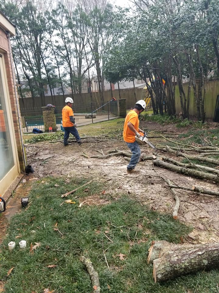 Image for Upward Outdoor Tree Services with ID of: 3589392