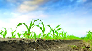 Image for Agricultural Micronutrients Market Study By Form, Application & Top Key Players - Agrium Inc, Auriga Industries Ltd, The Mosaic Company with ID of: 3594717