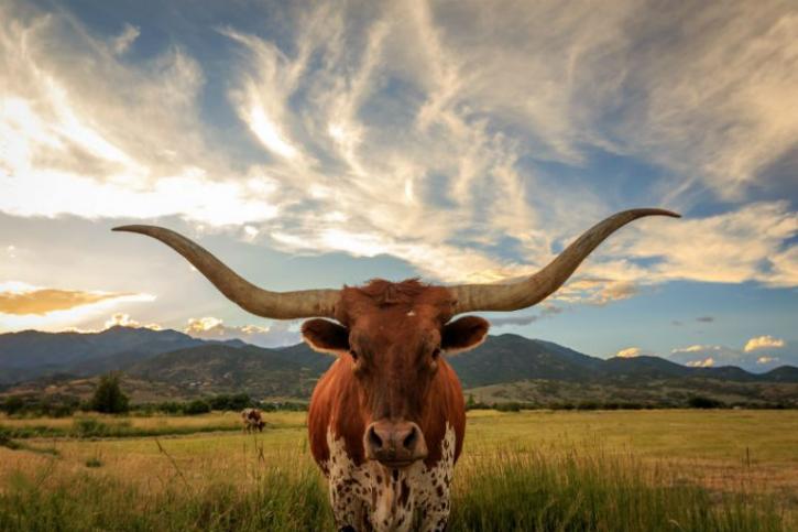 Image for Quality Long Horn Steer with ID of: 3595322