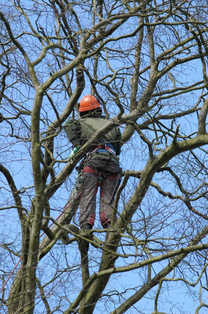 Image for Suburban Tree Service with ID of: 3596144