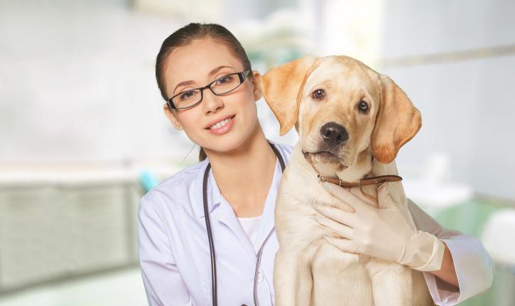 Image for Ryde Vet with ID of: 3597278
