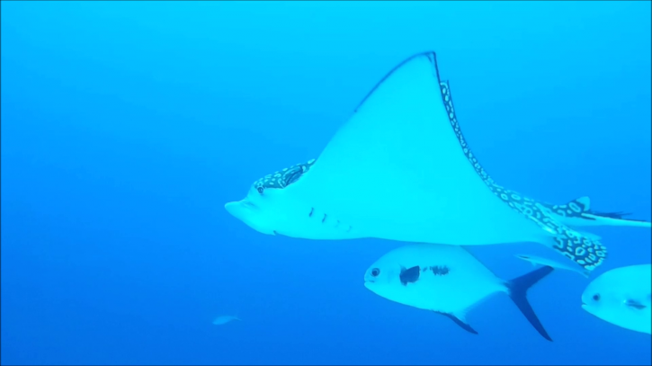 Image for Eagle Rays in Cozumel with ID of: 3598819