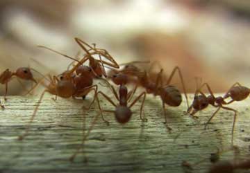Image for Pest Extermination West Vancouver with ID of: 3599861