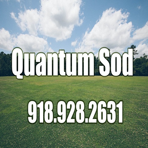 Image for Quantum Sod with ID of: 3605260