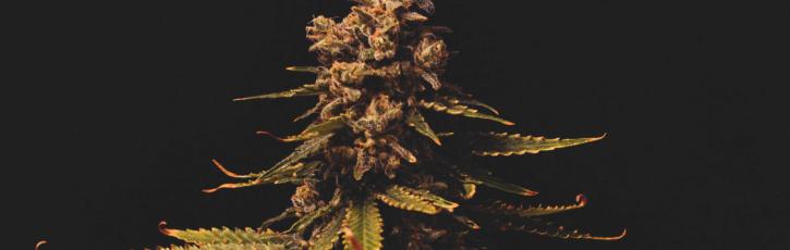 Image for Lucy Sky Cannabis Boutique with ID of: 3605564