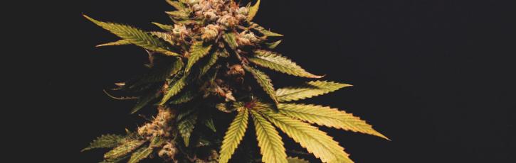 Image for Lucy Sky Cannabis Boutique with ID of: 3605582