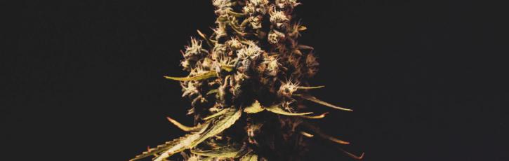 Image for Lucy Sky Cannabis Boutique with ID of: 3605583