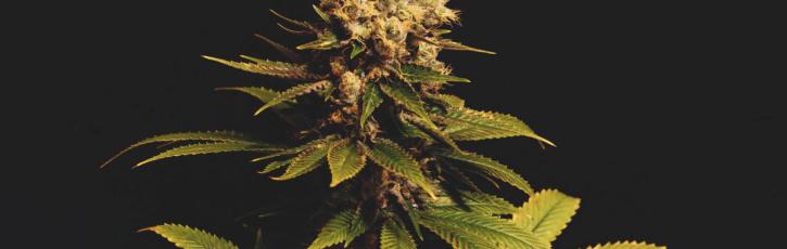 Image for Lucy Sky Cannabis Boutique with ID of: 3605584