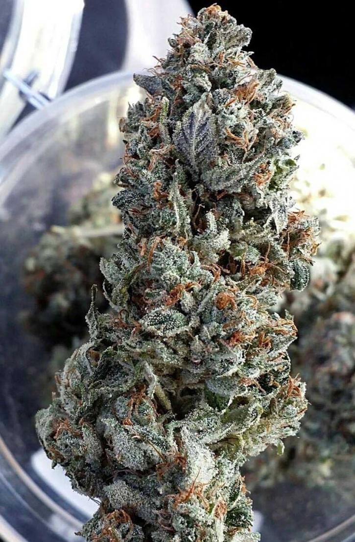 Image for UNIVERSAL HERBS with ID of: 3605637