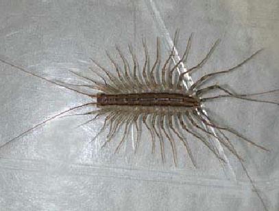 Image for Black Diamond Pest Control with ID of: 3605779