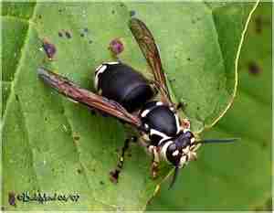 Image for Black Diamond Pest Control with ID of: 3605782