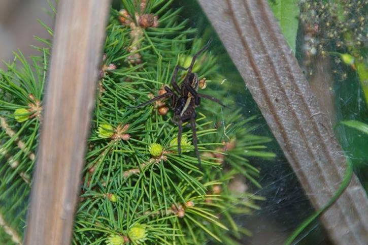 Image for Black Diamond Pest Control with ID of: 3605783