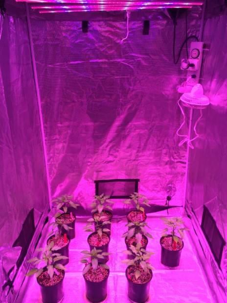 Image for EcoGarden Supply with ID of: 3607972