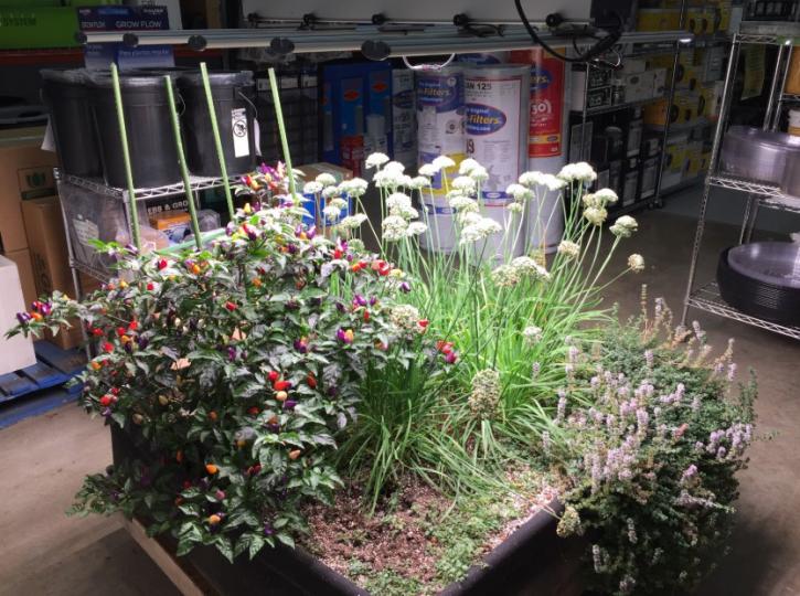 Image for EcoGarden Supply with ID of: 3607974