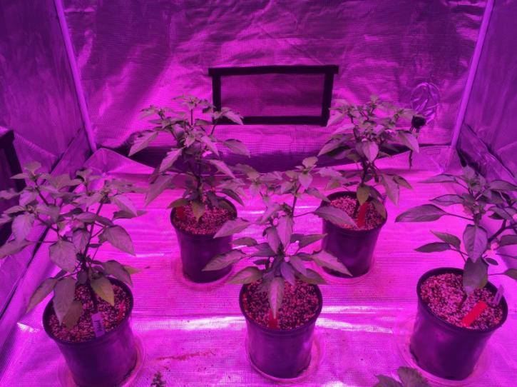 Image for EcoGarden Supply with ID of: 3607981