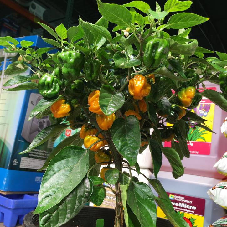 Image for EcoGarden Supply with ID of: 3607982