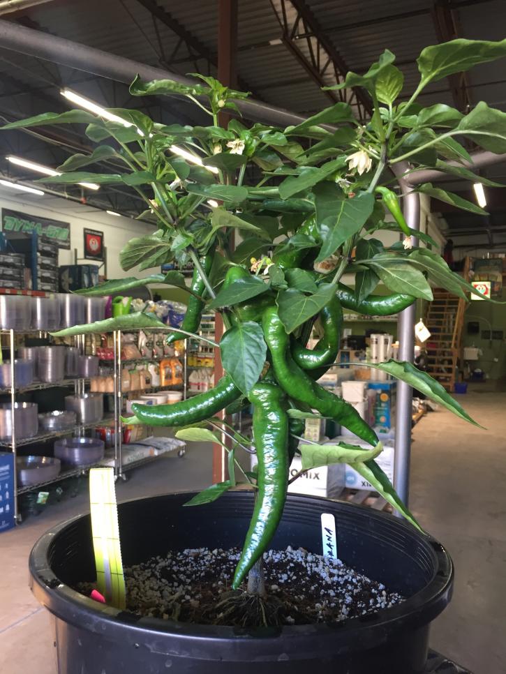 Image for EcoGarden Supply with ID of: 3607987