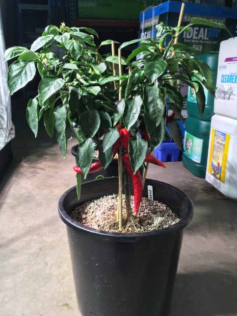 Image for EcoGarden Supply with ID of: 3607994