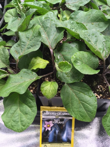 Image for EcoGarden Supply with ID of: 3607998