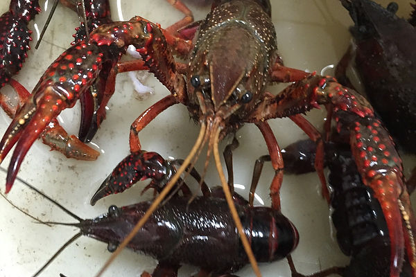 Image for Ragin Crab Cafe with ID of: 3608156