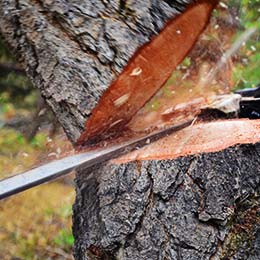 Image for TREE SERVICES PEMBROKE PINES with ID of: 3608708