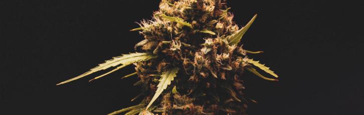 Image for Lucy Sky Cannabis Boutique with ID of: 3609482