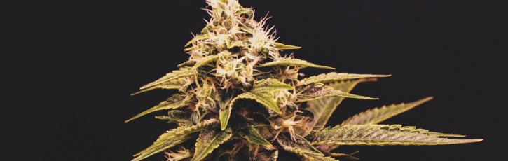 Image for Lucy Sky Cannabis Boutique with ID of: 3609484