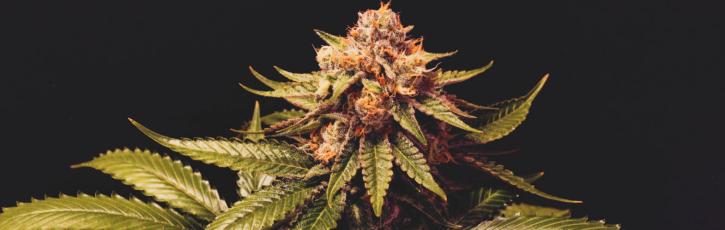 Image for Lucy Sky Cannabis Boutique with ID of: 3609485
