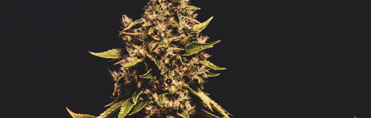 Image for Lucy Sky Cannabis Boutique with ID of: 3609488