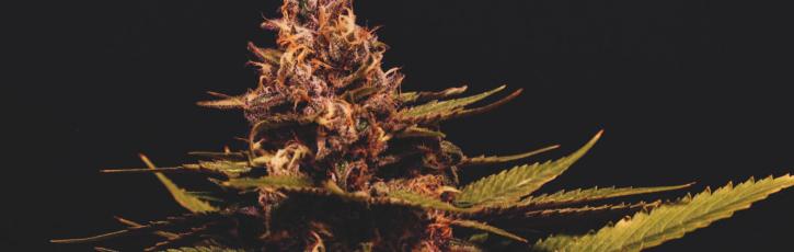 Image for Lucy Sky Cannabis Boutique with ID of: 3609490