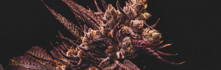 Image for Lucy Sky Cannabis Boutique with ID of: 3609494